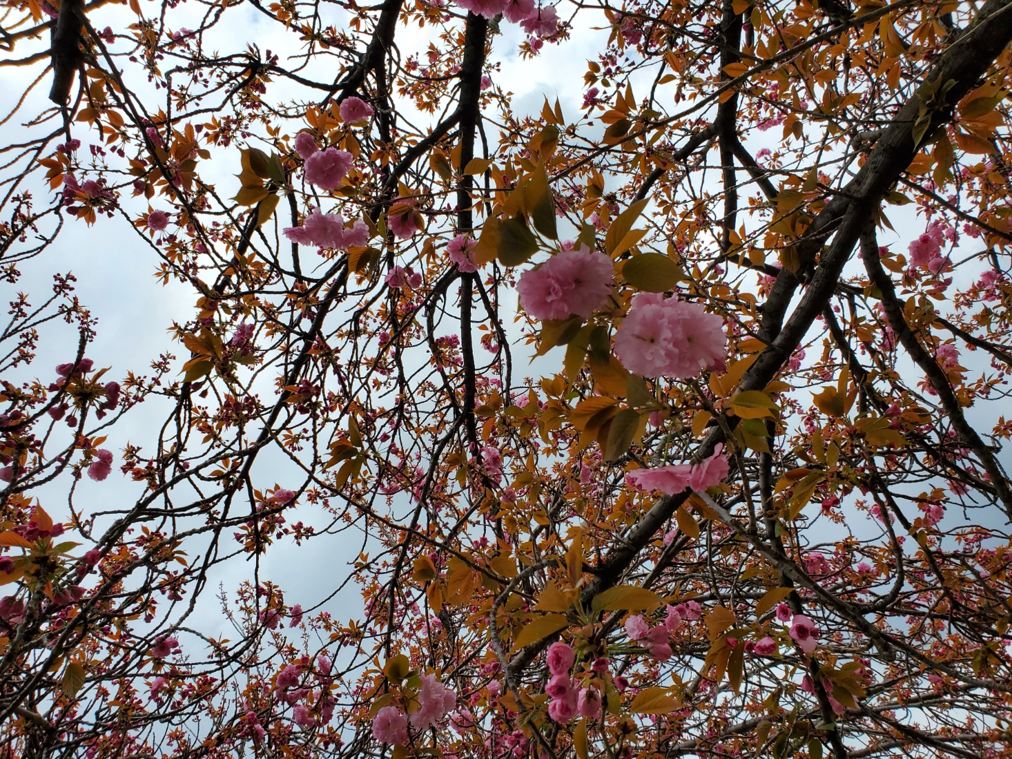 八重桜は２分咲きか